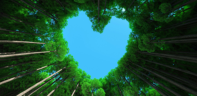 sustainability forest heart featured