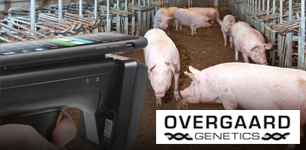 OvergaardFeatured